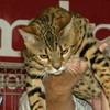 Bellinzona 2006
